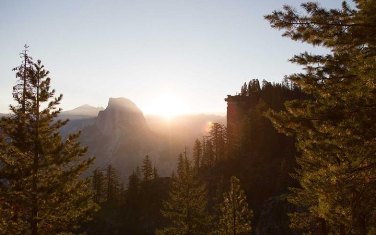 Organ Nakli 2026: Dünyada Bağış Oranları ve Başarı Hikayeleri